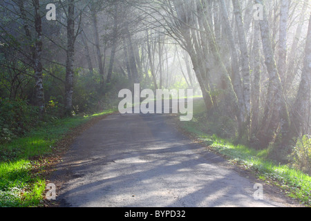 Alte kleine asphaltierte Straße brauchen Reparatur schlängelt sich durch einen dichten Nebel Laubwald mit Sonnenlicht streaming durch Bäume gekrümmt. Stockfoto