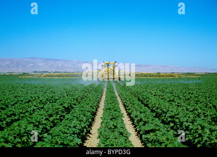 Landwirtschaft - chemische Anwendung von Pestiziden auf Mid Wachstum vor-Blüte Baumwolle durch einen Ro-Gator / Kalifornien, USA. Stockfoto