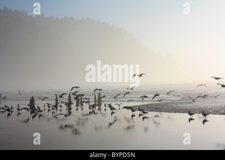 Eine Herde von Möwen fliegen, stehend an einem nebligen Meer Strand begraben Baumstämme mit einem Nadelbaum Wald Bergrücken im Hintergrund Stockfoto