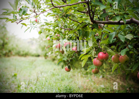 Äpfel hängen an Bäumen in einem Obstgarten Stockfoto