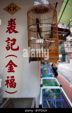 Traditionelle Vogel Shop in Sheung Wan, Hong Kong. Stockfoto