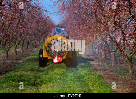 Chemischen Anwendung von Fungizid auf einem Pfirsich-Obstgarten in der frühen Phase der Blüte / San Joaquin Valley, Kalifornien, USA. Stockfoto
