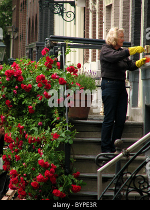 Arbeitnehmerin arbeitet auf Treppe mit roten Rosen in voller Blüte auf kleine Straße von Amsterdam, Niederlande 2008 Stockfoto