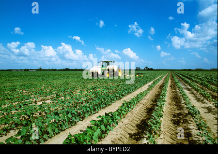 Chemischen Anwendung von einer Kapuze Sprayer Herbizid in einem konventionell gelockerten frühen Wachstum Baumwollfeld / Mississippi, USA. Stockfoto