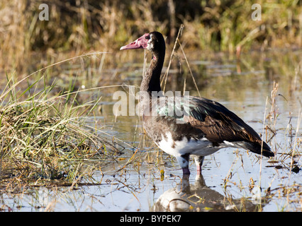 Sporengans (Plectropterus Gambensis), Moremi National Park, Moremi Wildlife Reserve, Okavango Delta, Botswana, Afrika Stockfoto