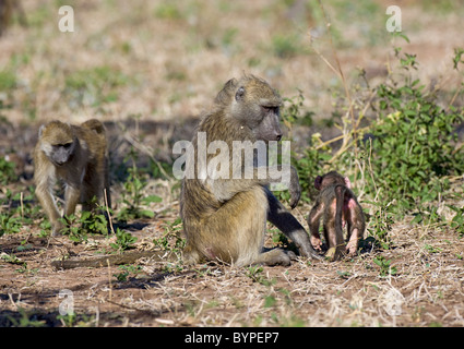 Steppenpavian Oder Gelbe Pavian [Papio Cynocephalus] Mit Jungtier, Chobe Nationalpark, Botswana, Afrika Stockfoto