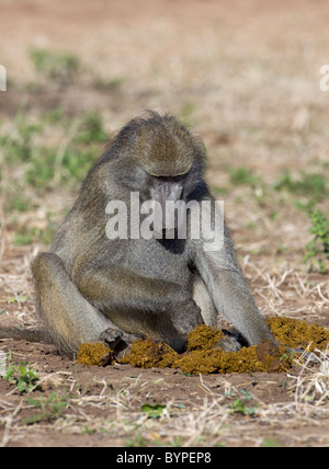 Steppenpavian Oder Gelbe Pavian [Papio Cynocephalus] Mit Jungtier, Chobe Nationalpark, Botswana, Afrika Stockfoto