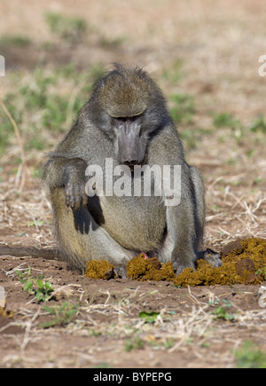 Steppenpavian Oder Gelbe Pavian [Papio Cynocephalus] Mit Jungtier, Chobe Nationalpark, Botswana, Afrika Stockfoto