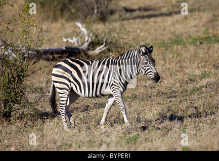 Afrikanische Zebra in Südafrika Stockfoto