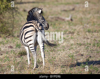 Afrikanische Zebra in Südafrika Stockfoto
