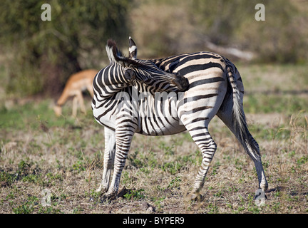 Afrikanische Zebra in Südafrika Stockfoto