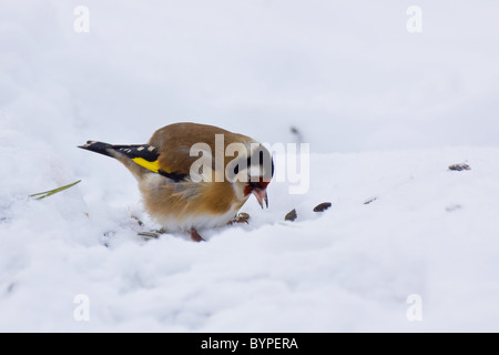 Distelfink, Stieglitz, Zuchtjahr Zuchtjahr Im Winter Europäische Stieglitz Zuchtjahr Zuchtjahr im Winter Stockfoto