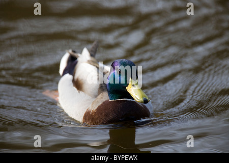 männliche Stockente [Anas Platyrhynchos] Europa Stockfoto