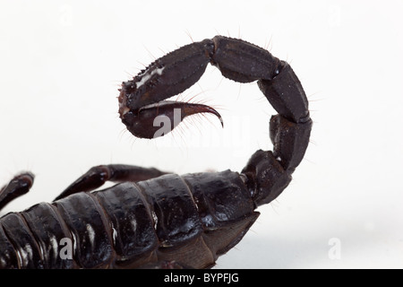 Asiatischen Wald Scorpion Hterometrus spinifer Stockfoto