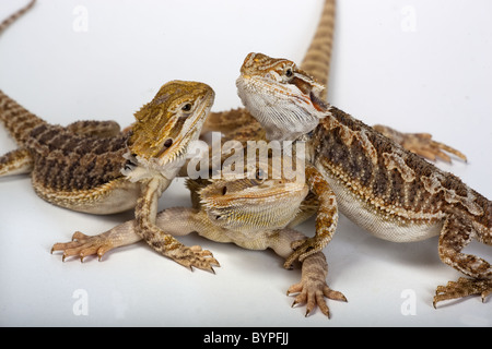 drei bärtige Drachen Pogona Barbata junge Stockfoto