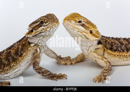 Zwei Bearded Dragons-Pogona Barbata junge Stockfoto