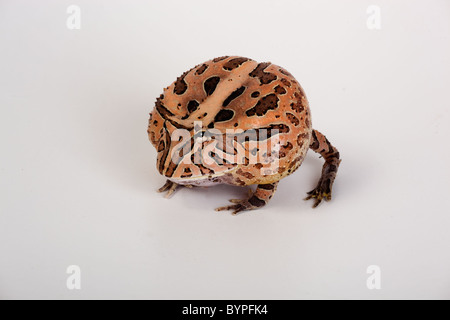 Fantasy-gehörnten Frosch Ceratophrys Cornuta X cranwelli Stockfoto