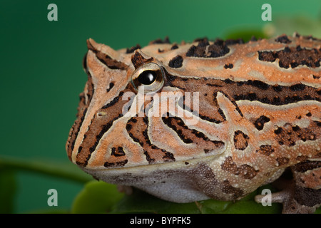 Fantasy-gehörnten Frosch Ceratophrys Cornuta X cranwelli Stockfoto