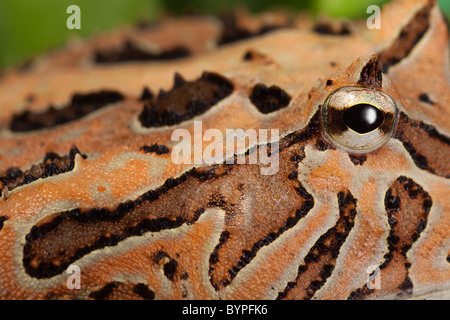 Fantasy-gehörnten Frosch Ceratophrys Cornuta X cranwelli Stockfoto