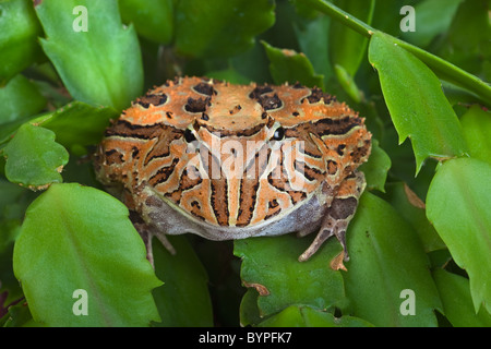 Fantasy-gehörnten Frosch Ceratophrys Cornuta X cranwelli Stockfoto