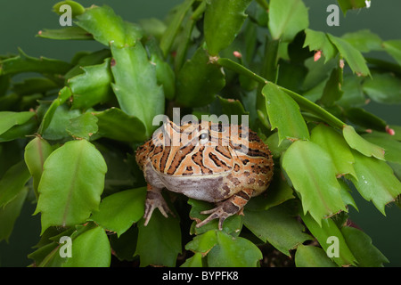 Fantasy-gehörnten Frosch Ceratophrys Cornuta X cranwelli Stockfoto