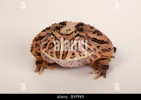 Fantasy-gehörnten Frosch Ceratophrys Cornuta X cranwelli Stockfoto