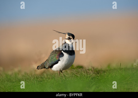 Kiebitz Vanellus Vanellus Würmer Portrait Fütterung auf der Erde Stockfoto