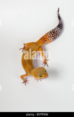 Leopard Gecko Eublepharis macularis Stockfoto