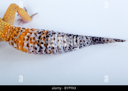 Leopard Gecko Eublepharis macularis Stockfoto