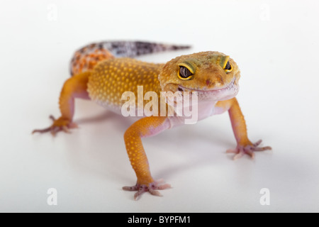Leopard Gecko Eublepharis macularis Stockfoto
