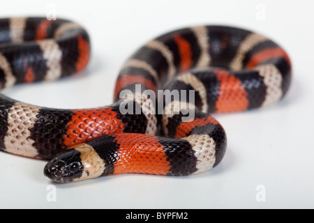 Milch-Schlange Lampropeltis syspila Stockfoto