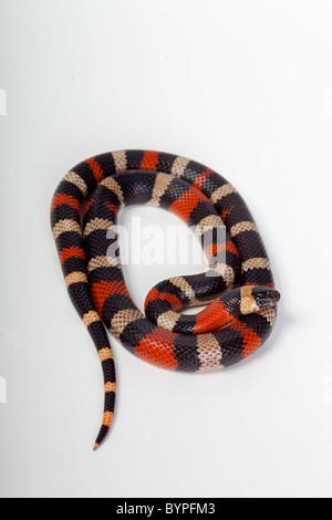 Milch-Schlange Lampropeltis syspila Stockfoto