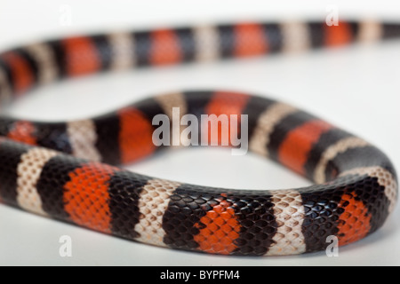 Milch-Schlange Lampropeltis syspila Stockfoto