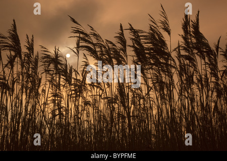 Schilf Phragmites Communis bei Sonnenuntergang North Norfolk Feuchtgebiete Stockfoto