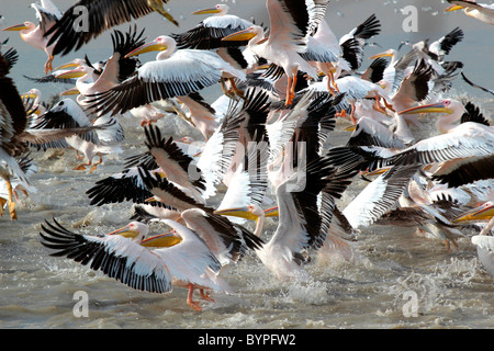 Ein Groupf der Rosapelikan (Pelecanus Onocrotalus) Vögel in Rann Of Kutch, Gujarat, Indien Stockfoto