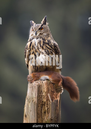 Eurasische Adler-Eule Bubo Bubo, Deutschland Bayerischer Wald Stockfoto