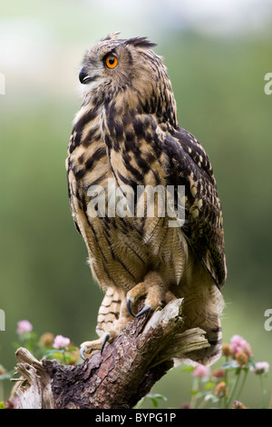 Eurasische Adler-Eule Bubo Bubo, Deutschland Bayerischer Wald Stockfoto