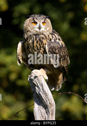 Eurasische Adler-Eule Bubo Bubo, Deutschland Bayerischer Wald Stockfoto