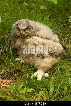 Junge eurasische Adler-Eule Bubo Bubo, Deutschland Bayerischer Wald Stockfoto