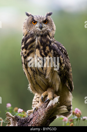 Eurasische Adler-Eule Bubo Bubo, Deutschland Bayerischer Wald Stockfoto