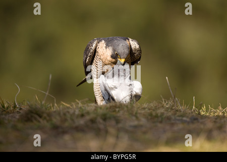 Wanderfalke (Falco Peregrinus) Rupft Taube Stockfoto