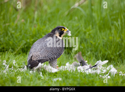 Wanderfalke (Falco Peregrinus) Rupft Taube, Stockfoto