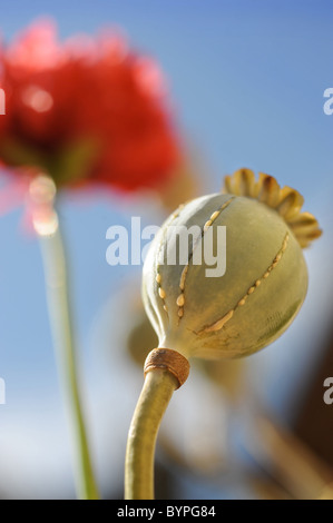 Mohn-Köpfe zeigen die Kürzungen, die verbunden sind mit der Sammlung von Opium sap Stockfoto