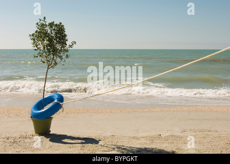 Seil befestigt, Rettungsring umlaufenden Baum wächst am Wasser am Strand Stockfoto