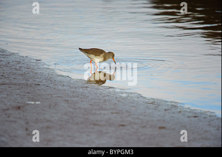 Rotschenkel (Tringa Totanus), in Salz-Sumpf Stockfoto