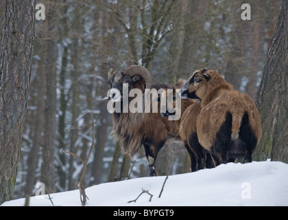 Sind (Ovis Musimon) Im Winter Stockfoto