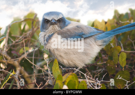 "Geschrubbt Off' - A Florida Scrub Jay auf Merritt Island Wildlife Refuge in Florida scheint, einen schlechten Tag zu haben. Stockfoto