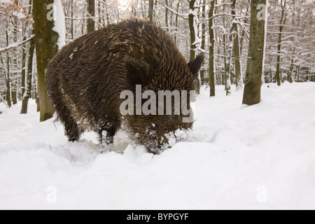 Wildschwein (Sus Scrofa) Im Winter, Vulkaneifel, Rheinland-Pfalz, Deutschland, Europa Stockfoto