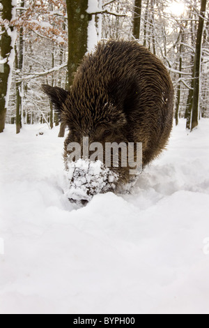 Wildschwein (Sus Scrofa) Im Winter, Vulkaneifel, Rheinland-Pfalz, Deutschland, Europa Stockfoto