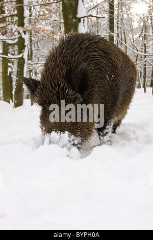 Wildschwein (Sus Scrofa) Im Winter, Vulkaneifel, Rheinland-Pfalz, Deutschland, Europa Stockfoto